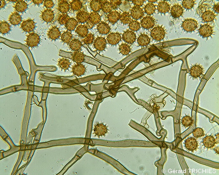 Crosta vellutata - foto 2140 (Tomentella bryophila)